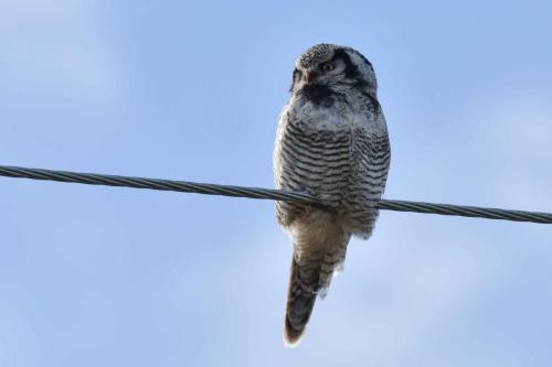 Chouette épervière