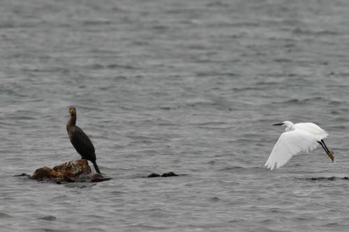 Aigrette garzette et grand cormoran