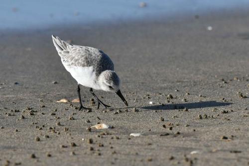 Bécasseau sanderling
