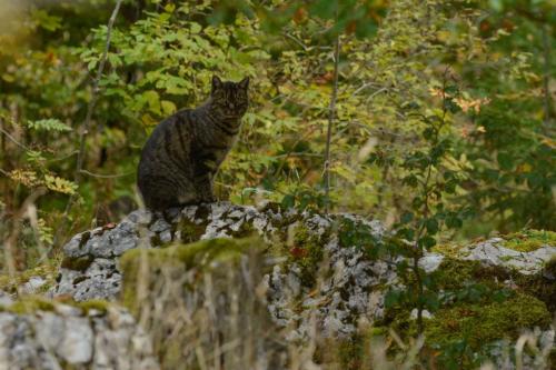 L'unique habitant du Chalet Gaillard lors de notre passage