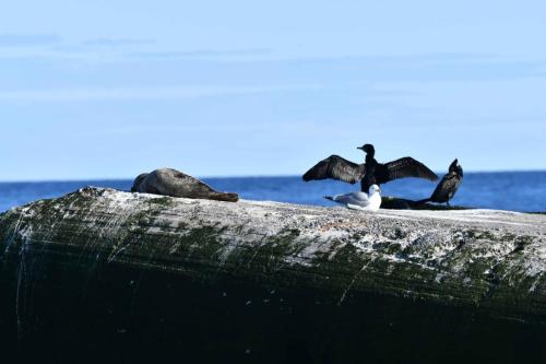 Phoque veau marin, grands cormorans et goéland argenté
