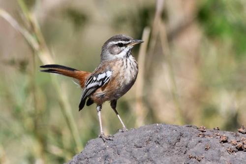 Agrobate à dos roux
