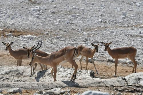 Impalas à face noire