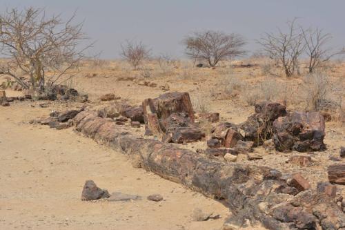 Petrified forest