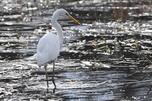 Grande aigrette