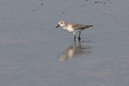 Bécasseau à col roux