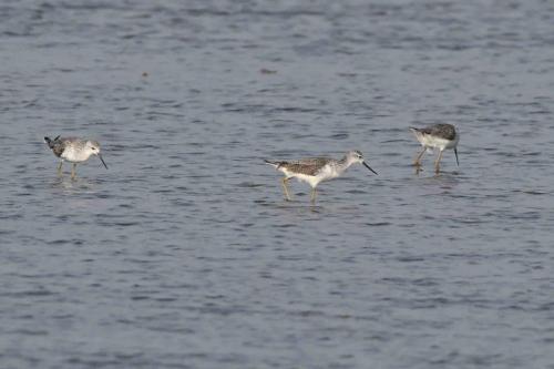 Chevaliers stagnatiles