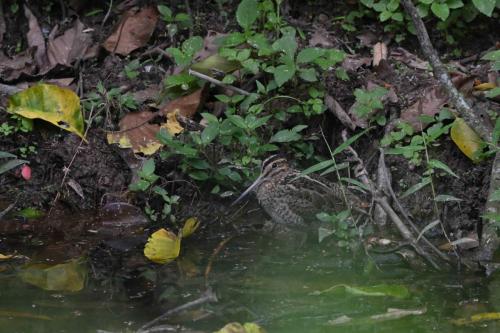 Bécassine à queue pointue