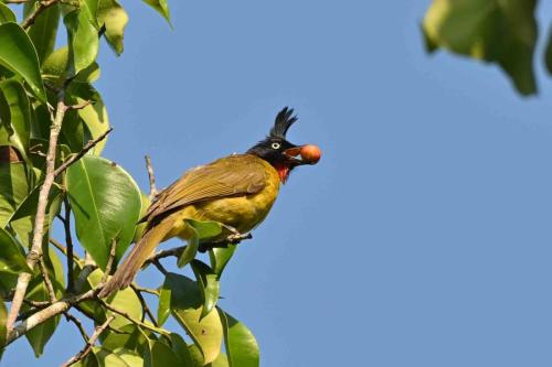 Bulbul à huppe noire