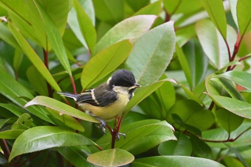 Mésange charbonnière