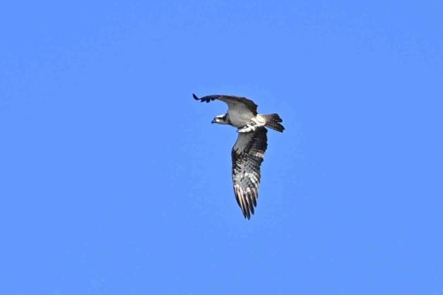 Balbuzard pêcheur