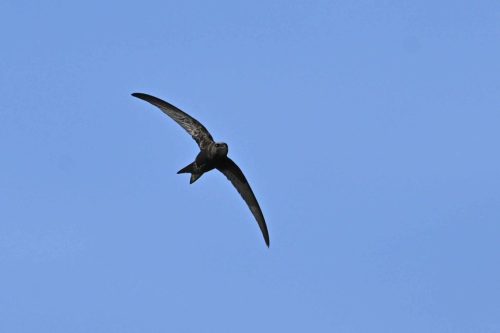 Martinet noir