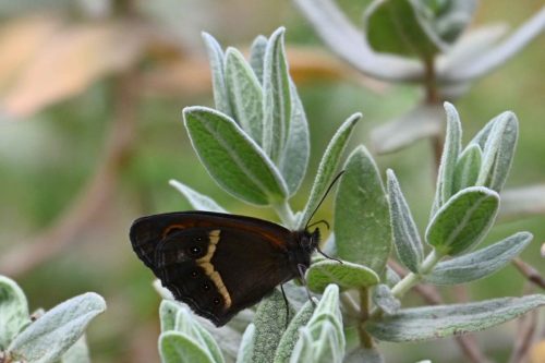 Tityre (Pyronia bathseba)