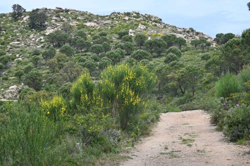 Serra del Coll
