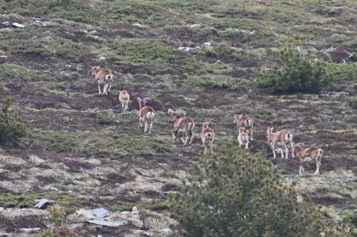 Mouflons