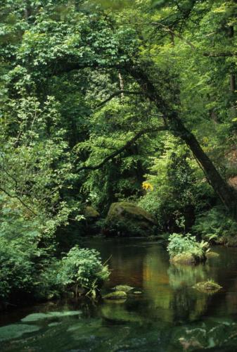 Forêt de Brocéliande