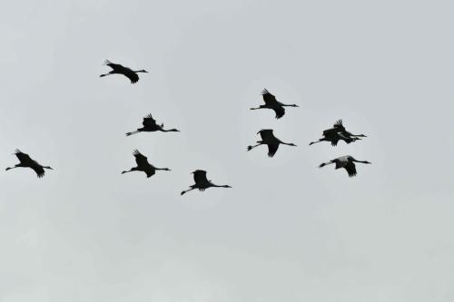 Grues cendrées
