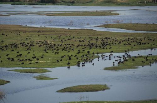 Parc national de Doñana