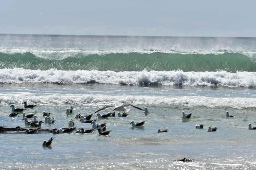 Goélands dominicains et Goélands de Scoresby