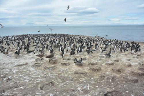Cormorans impériaux et Labbes antarctiques