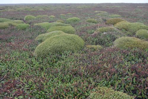 Small Fern (Blechnum penna-marina) et Diddle-dee (Empetrum rubrum)