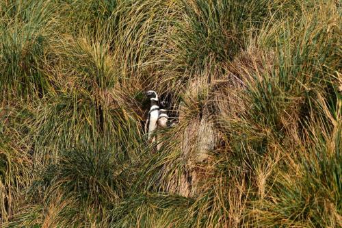 Manchots de Magellan