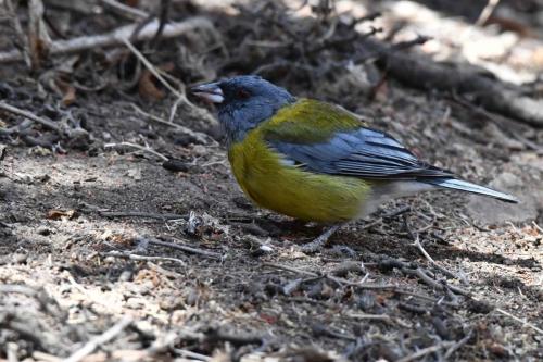 Phrygile à tête grise