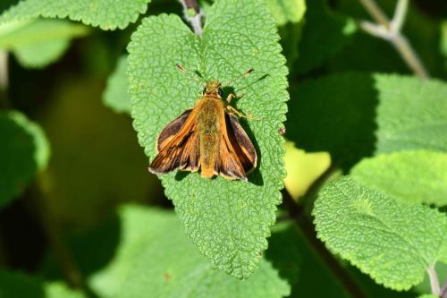Sylvaine (Ochlodes sylvanus)