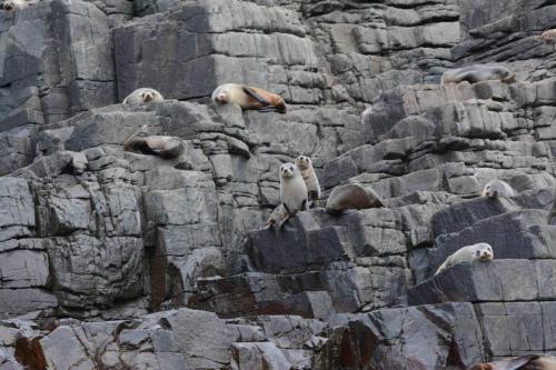 Otaries à fourrure de Nouvelle-Zélande