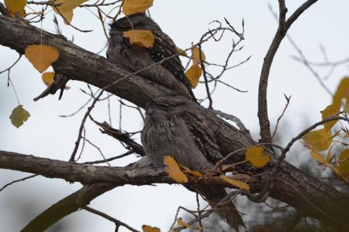 Podarges gris qui sont installés sur un arbre à 5 mètres du camping-car !!