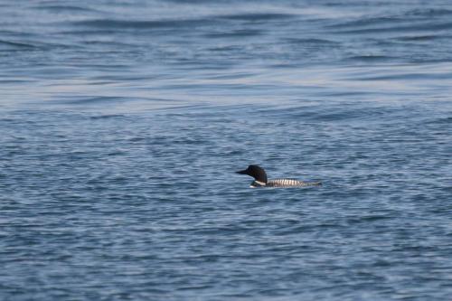 Plongeon imbrin