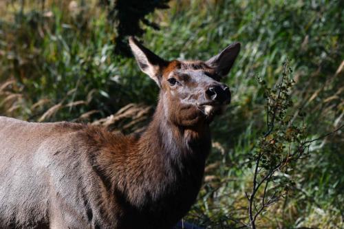 Wapiti