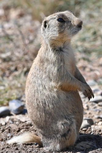 White-tailed Prairie dog