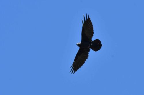 Grand Corbeau