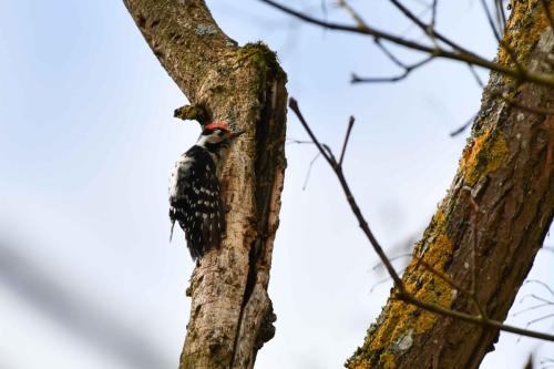 Pic épeichette (mâle)