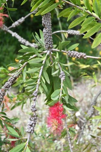 Jardin exotique de Ponteilla