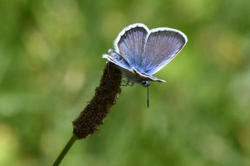 Demi-Argus (Cyaniris semiargus) mâle