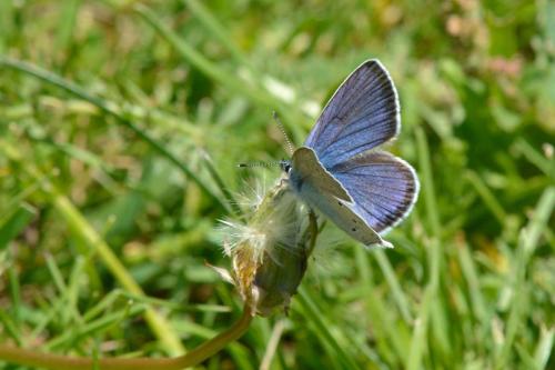 Demi-Argus (Cyaniris semiargus) mâle