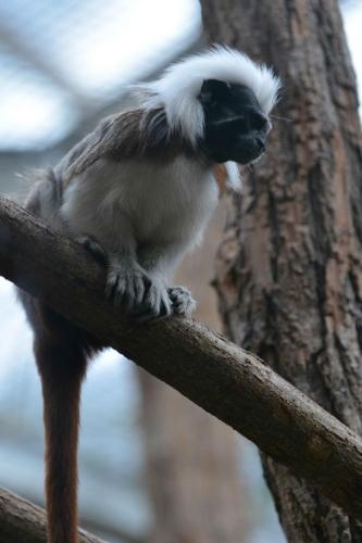 Tamarin pinché