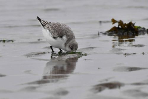Bécasseau sanderling