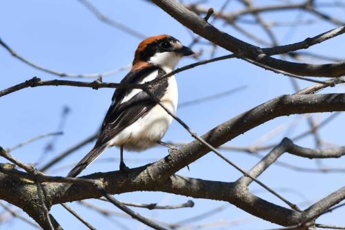 Pie-grièche à tête rousse