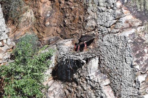 Cigognes noires à Salto del Gitano