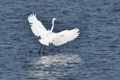 Grande aigrette