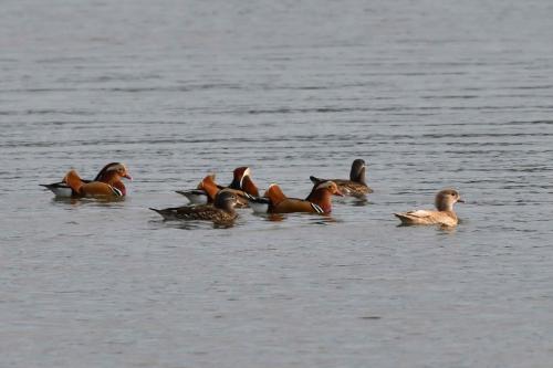 Canards mandarins