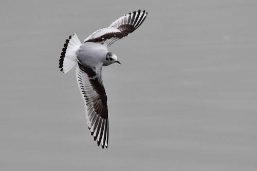 Mouette pygmée (1ère année)