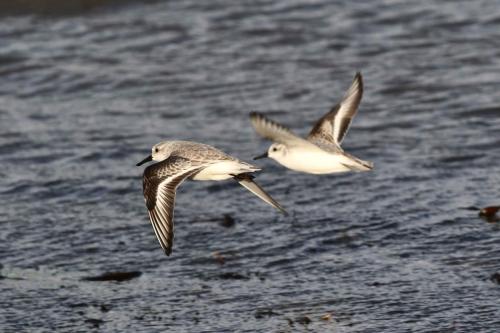 Bécasseaux sanderlings