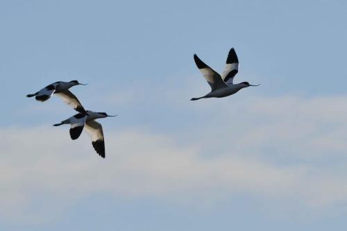 Avocettes élégantes