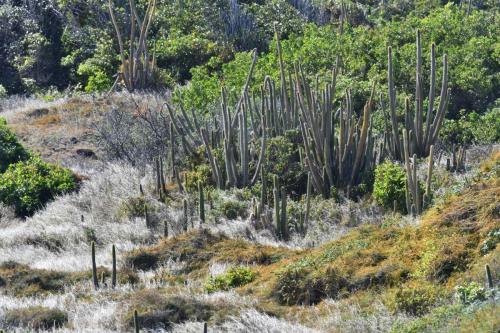 Savane des pétrifications