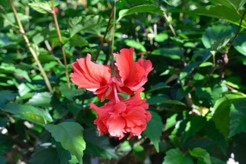 Hibiscus