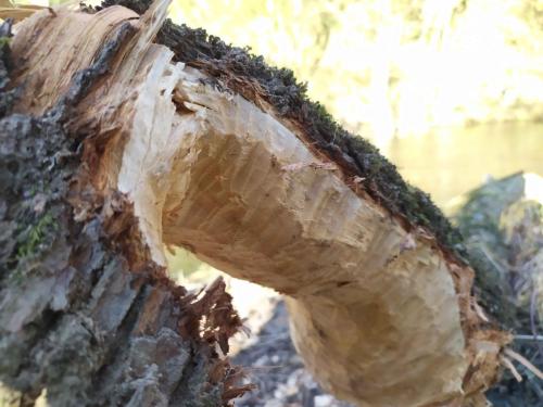 Saule rongé par le castor